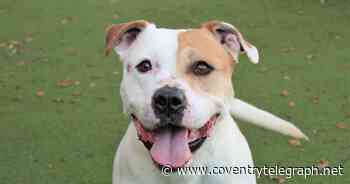 Ten Coventry dogs desperately in need of homes for 2022 - Coventry Live