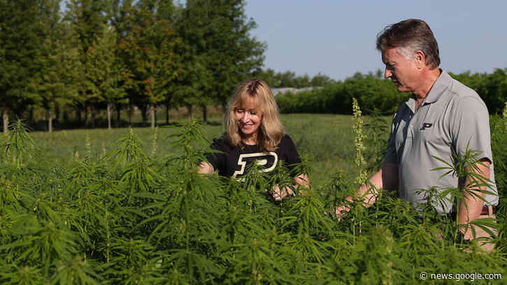 Cannabis to control COVID-19? Research finds a hemp compound blocks infection - WISHTV.com