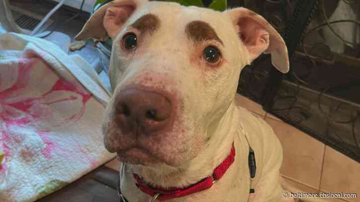 WJZ’s Furever Friend: Charlie