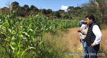 Inicia programa para campos libres de plagas en zonas rurales de Morelia - Notivideo