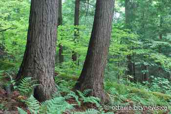 Beech Bark Disease expected to ravage Shaw Woods forests - CityNews Ottawa