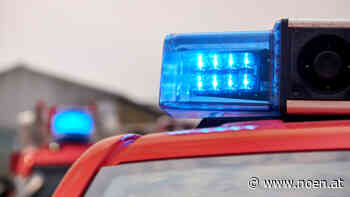 Vogel hatte Huhn gerissen - Verletzter Habicht in Hühnerstall im Bezirk Neunkirchen - NÖN.at