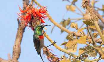 Nature: Some East African sunbirds have been singing the same song for up to a MILLION years