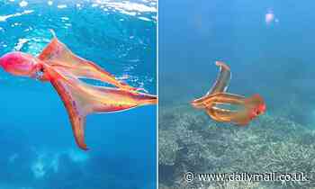 Rare 'rainbow-hued' blanket octopus tis spotted twirling through the Great Barrier Reef