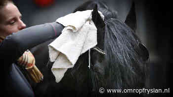 Paardendagen Sumarreheide: "Paardenmensen zijn niet bang voor een beetje water" - omropfryslan.nl
