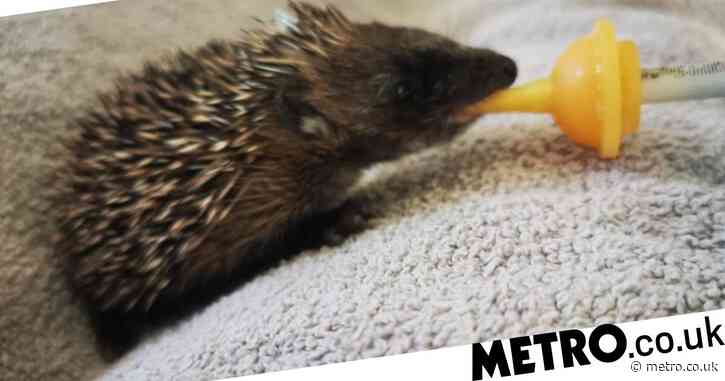 Teens tried to throw baby hedgehogs on bonfire and stomped two to death