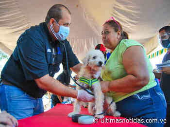 Misión Nevado celebra aniversario en Coro con jornada veterinaria - Últimas Noticias