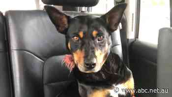 Cassie the kelpie miraculously survives three-hour trip in truck engine bay