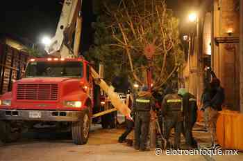 Reponen árboles quitados por orden de ex alcalde de San Miguel de Allende - El Otro Enfoque