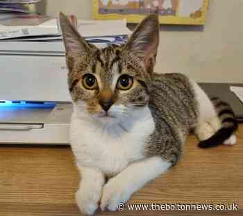 Six-month old cat in need of a home, says Bolton rescue officials