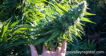 Napa City Council set to vote on allowing retail cannabis sales in Napa - Napa Valley Register