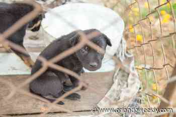 Florida legislature considering bill that would overturn Orange County's ban on retail puppy sales - Orlando Weekly