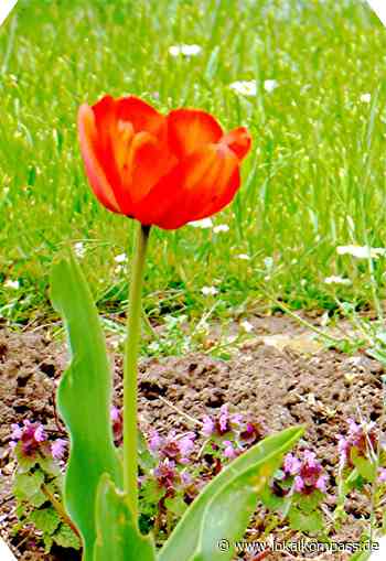 Cochem: Die Reichsburg bei Cochem an der Mosel - Herne - Lokalkompass.de