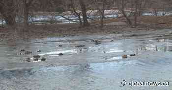 Dead birds freeze into Lethbridge’s Henderson Lake in ‘mortality event’ - Global News