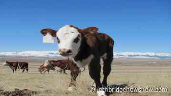 As calving season approaches, plan now to protect you investment - Lethbridge News Now