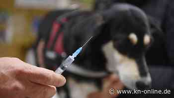 Wegen Corona: Brandenburger Tierärzten gehen die Impfstoffe aus