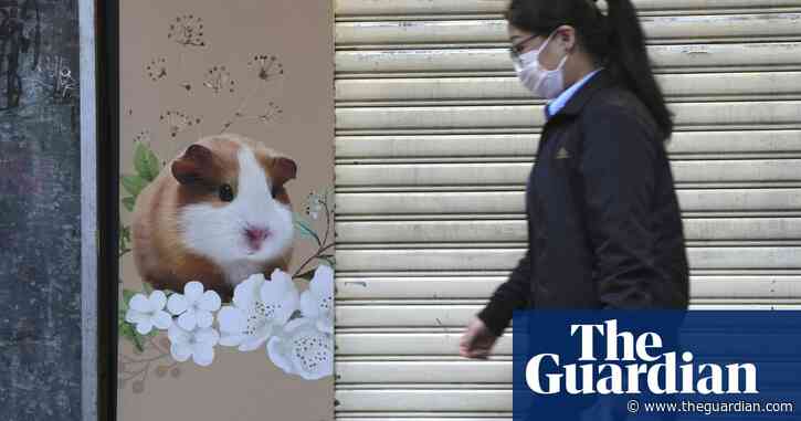 Hong Kong to cull thousands of hamsters after Covid found on 11