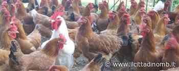 Nonno e nipoti rubano galline in una cascina di Ornago: due denunce - ilcittadinomb.it