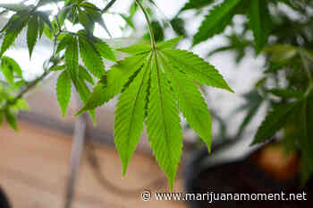 Kansas Medical Marijuana Hearings Cancelled After Senate GOP Leader Reroutes House-Passed Bill - Marijuana Moment