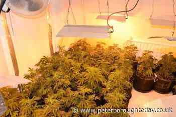 Cannabis ‘gardener; jailed after cannabis factory found at Peterborough home - Peterborough Telegraph