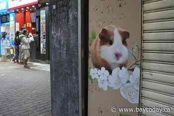 Hong Kong to cull 2,000 hamsters as some test COVID-positive