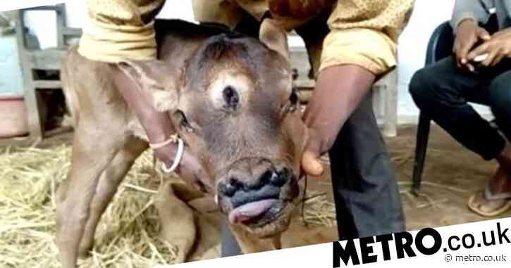 Three-eyed calf with four nostrils worshipped as ‘Incarnation of God’ by villagers