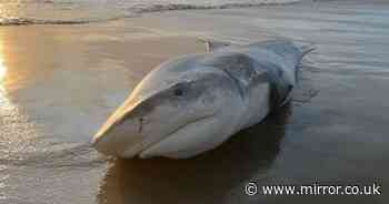 Massive 'stinking' 2.4m tiger shark washes up on beach leaving experts baffled