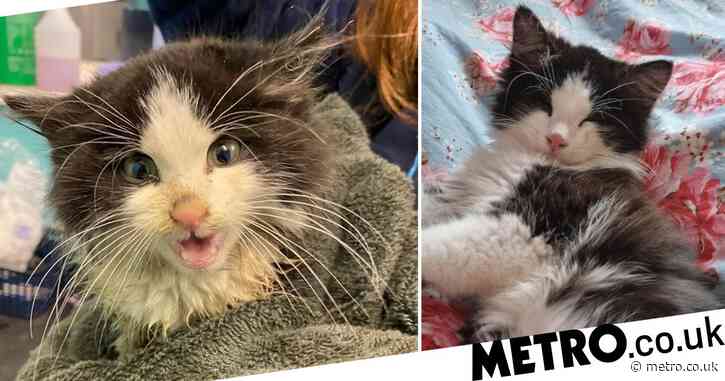Kitten called Scruffy lands forever home after he was found in a rubbish truck
