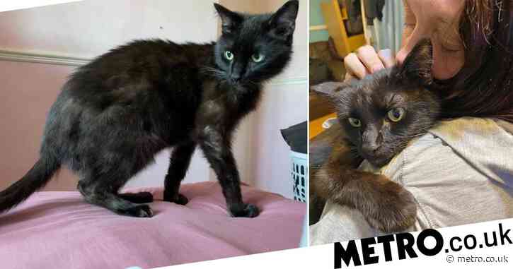 Mum reunites with cat missing for eight months after recognising meow over phone