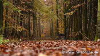 Vortragsveranstaltung beim Nabu in Garrel: „Wie funktionieren Bäume?“ - Nordwest-Zeitung