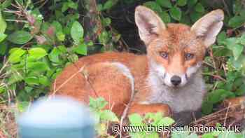 Share pictures of Epping Forest and East London in our camera club