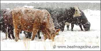 Expectations for upcoming USDA cattle reports
