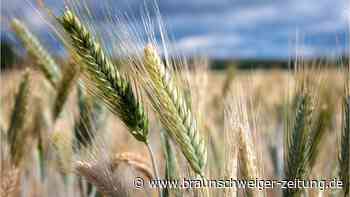 Was ist Gluten?