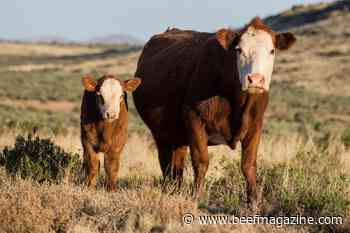 Time of feeding influences calving time
