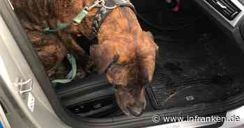 Entlaufener Hund auf A9 bei Marktschorgast: Polizist rettet "Enno" von der Autobahn