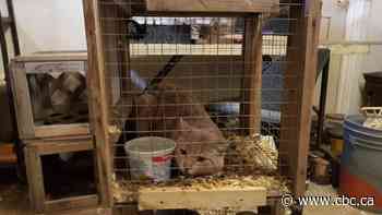 Saskatoon SPCA to halt animal protection enforcement 'out of necessity' - CBC.ca