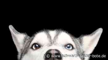 Tote Hunde von Dobel - Ergebnis der toxikologischen Analyse liegt vor - Schwarzwälder Bote