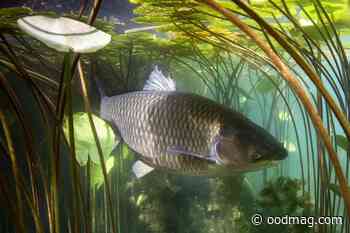 Lake Erie grass carp cause concern - Ontario OUT of DOORS - Ontario OUT of Doors