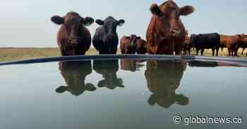 Canada, Saskatchewan governments extend application deadline for livestock water projects