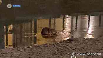 SCHATTIG: de bever van het Sluispark amuseert zich in de Dijle - ROB-tv