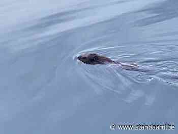Bever bouwt dammen en legt bomen om in Kessel - De Standaard