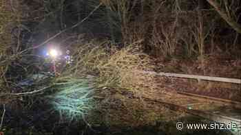 Schwesing: Gefährliche Baumfäll-Aktion an der Bahnstrecke Husum-Kiel | shz.de - shz.de