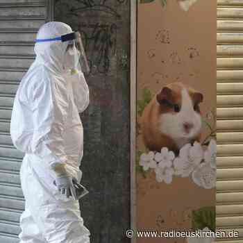Aus Sorge vor Corona: Hongkong lässt Hamster einschläfern - radioeuskirchen.de