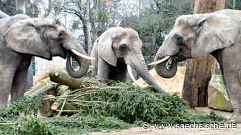Dresden: Es war einmal Dresdens höchster Weihnachtsbaum - Sächsische.de
