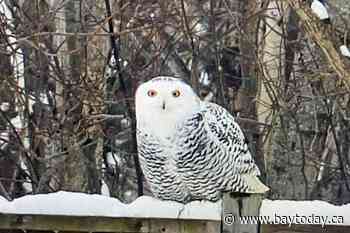 Dog attacked by snowy owl in Sault's west end - BayToday.ca