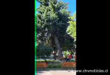 Tala de árbol en plaza de Coyhaique generó preocupación: Esta fue la explicación que dio el alcalde - CHV Noticias
