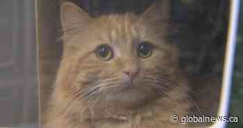 Talks underway to fill Saskatoon SPCA animal welfare enforcement void, no solution yet