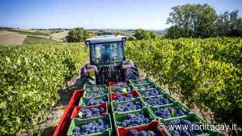 Medaglia d'oro per un vino di Bertinoro in Giappone: si abbina alle pietanze del Sol Levante - forlitoday.it
