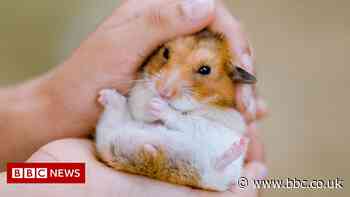 Hong Kong seizes hamsters from pet store for mass cull