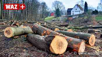Witten: Wald-Besitzer lässt 80 Bäume im Papenholz fällen - Westdeutsche Allgemeine Zeitung